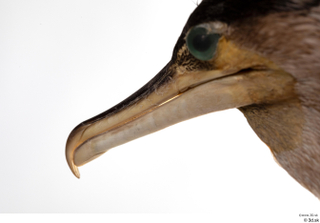 Double-crested cormorant Phalacrocorax auritus beak head 0001.jpg